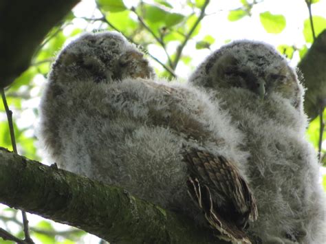 Tawny Owl Chicks | Marnix's Bird Gallery