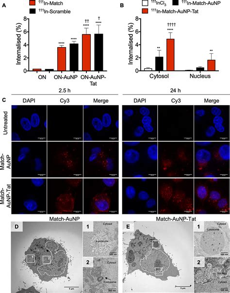 Oligonucleotide Functionalized Gold Nanoparticles For Synchronous