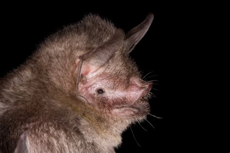 Alberto Lopez - Bats of Puerto Rico