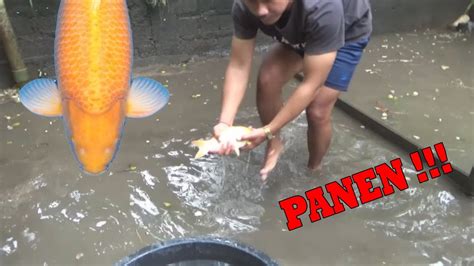 Panen Koi Karashi Marudo Import Hasil Keeping Kolam Lumpur Youtube