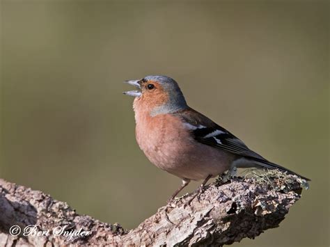 Birding Portugal Chaffinch Birding In Portugal Individual Bird