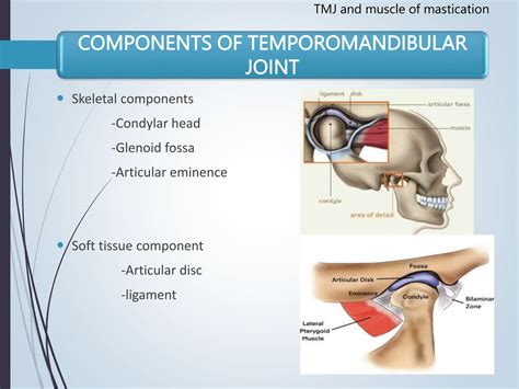 Temporomandibular Joint Muscles Of Mastication PPT