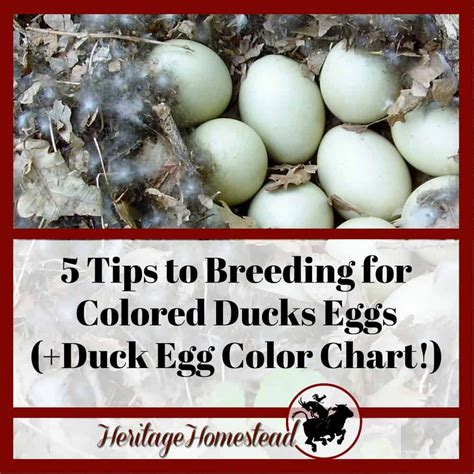 Ducks can lay beautiful egg colors! Here is an overview of duck egg ...