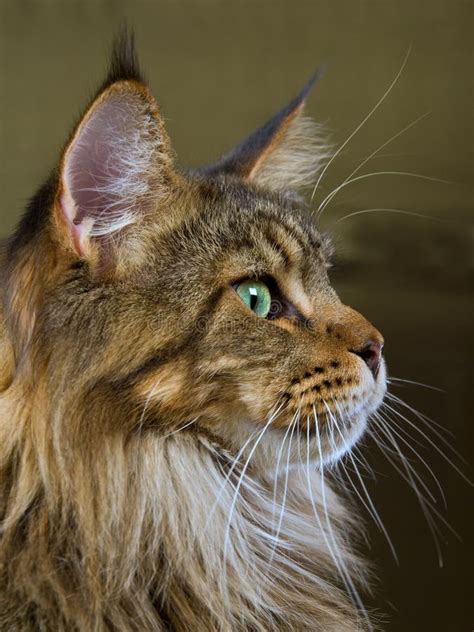 Profile Portrait Of Maine Coon Cat Stock Image Image Of Fauna