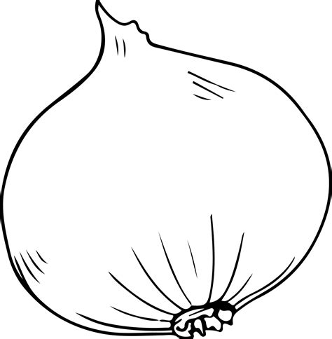 Single Onion Sketch Black Outline On White Background 14460670 Vector