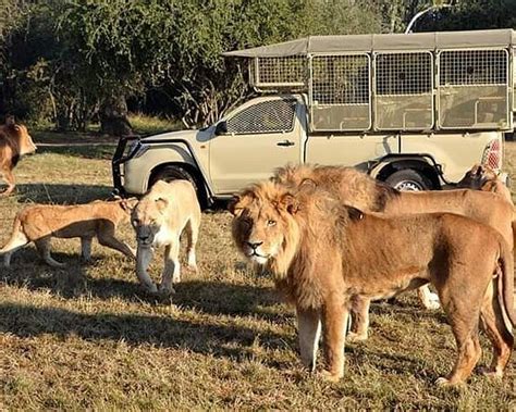 Delta Park Randburg Ce Quil Faut Savoir Pour Votre Visite Avec