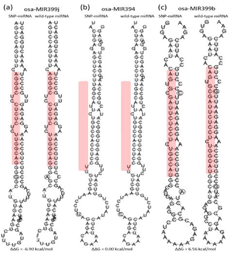 Illustration of the predicted secondary structures for SNP- and ... 