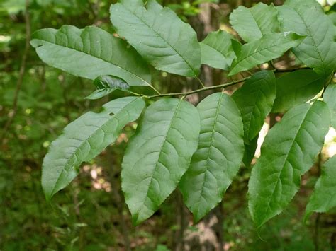 Sourwood Woody Plants Of Ohio