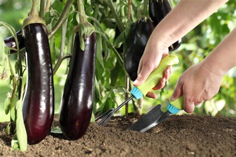 Fertilizing Eggplant Top Tips For Feeding Them Right