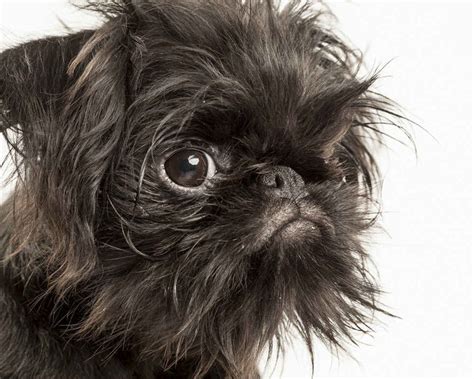 Брюссельский гриффон (Brussels Griffon) - это веселая и дружелюбная ...