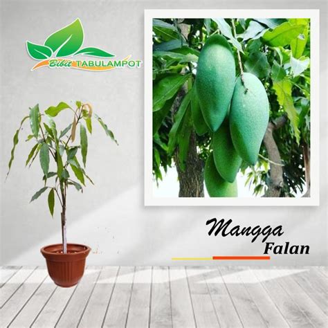 Bibit Tanaman Buah Mangga Falan Thailand Lazada Indonesia