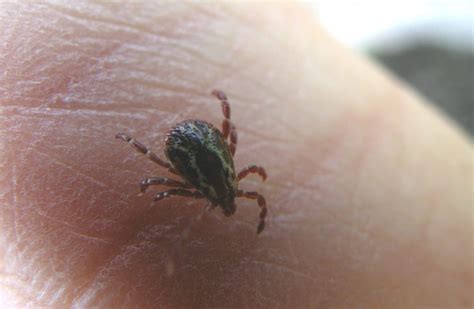 Protect Yourself Against Lyme Disease Through Prevention Treatment