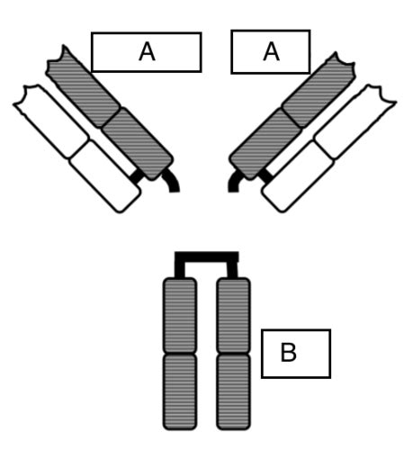 Clonal Selection And Antibody Structure Flashcards Quizlet