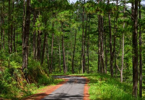 Bosque Del árbol De Pino En Dalat Vietnam Foto de archivo Imagen de