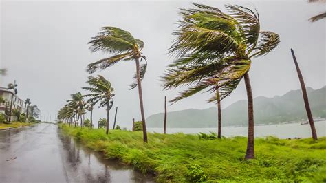 18 Beautiful Trees That Can Survive In Extremely Windy Environments