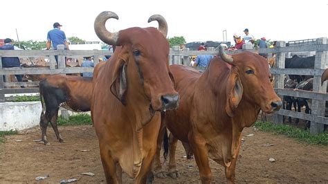 Feira De Gado Em Dois Riachos AL 24 04 2024 Nordeste YouTube