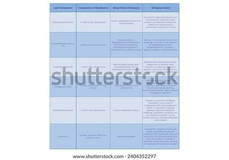 Table Showing Phospholipids Types Membrane Composition Stock Vector ...