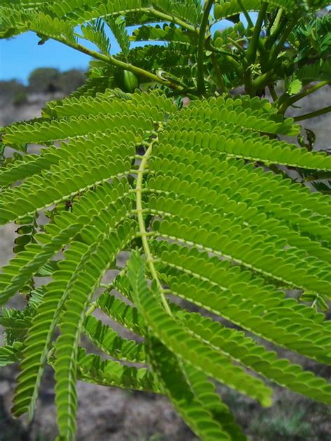 Delonix Regia Ben Caledonia Flickr