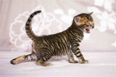 Toyger cat, Cat Breeds informations