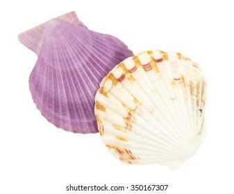 Shell See Pectinidae On White Background Stock Photo