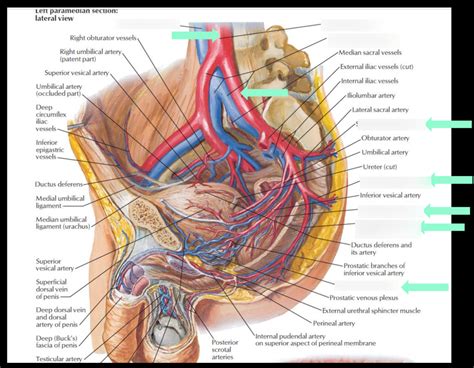 Branches Of The Internal Iliac Artery In The Male Diagram Quizlet