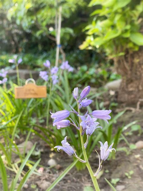 English Bluebells in the Cottage Garden ⋆ SomeTyme Place