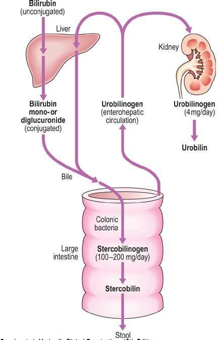 bilirubin metabolism | Y học