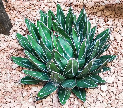 Agave victoriae-reginae seeds - Phoenix Desert Seeds