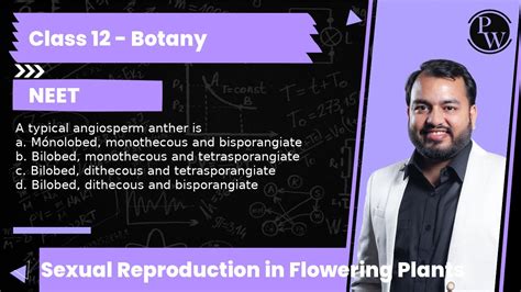 A typical angiosperm anther is a Mónolobed monothecous and