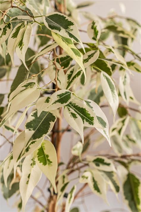 Ficus benjamina – Artofit