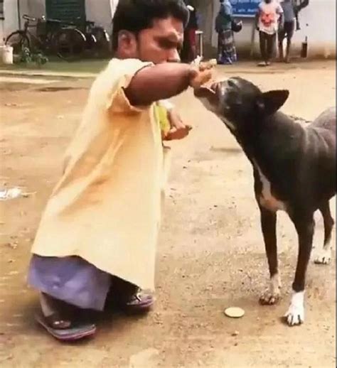 豆瓣評價最暖心的動畫：當傷痕累累的惡犬遇到流浪貓，看哭了 每日頭條