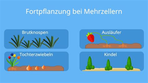 Methoden Der Fortpflanzung Von Tieren Add Wiki