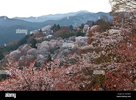 Cherry blossoms on Mt Yoshino, Nara Prefecture, Japan Stock Photo - Alamy