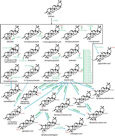 Frontiers Triterpene Structural Diversification By Plant Cytochrome