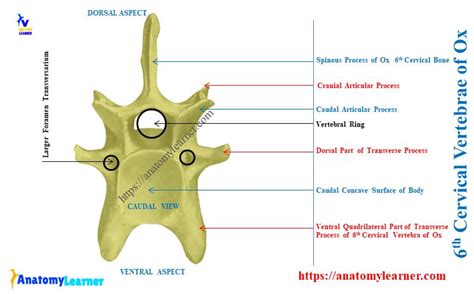 6th Cervical Vertebrae Of Ox Anatomy With Diagram Anatomylearner