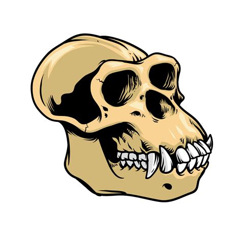 ape skull  hand drawn style  vector art  vecteezy