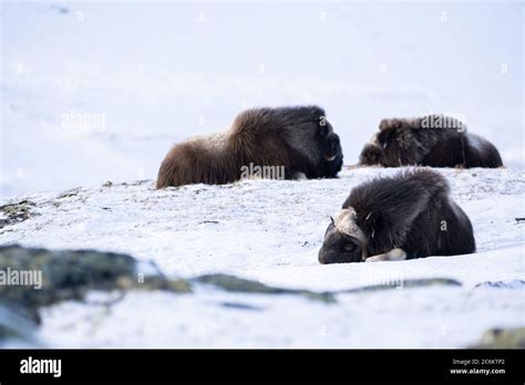 The Muskox With Scientific Name Ovibos Moschatus In Dovrefjell