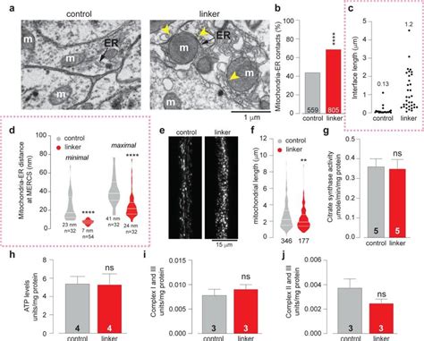 Forcing contacts between mitochondria and the ER induces mitochondrial ... 
