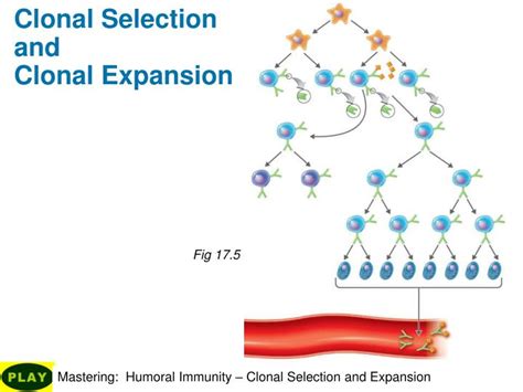 Ppt Adaptive Immunity Specific Defenses Of The Host Powerpoint Presentation Id 1976821