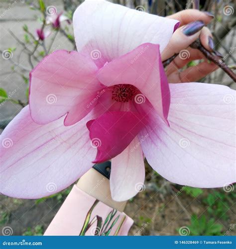 Flor De Floresc Ncia Da Magn Lia No Tempo De Mola Do Jardim Imagem De