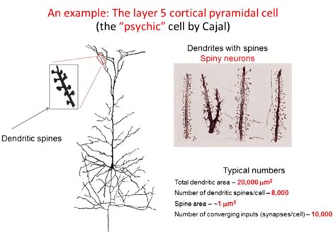 A learner's notebook.: Neuron: Axon, Dendrite, and Synapse