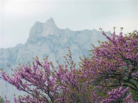 Иудино дерево в Крыму - bigmir)net