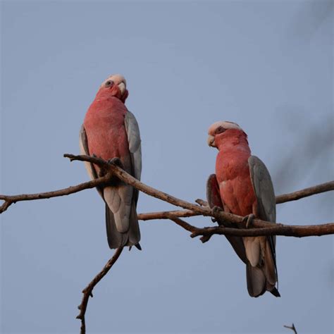 Bird Watching Visit Darlington Point