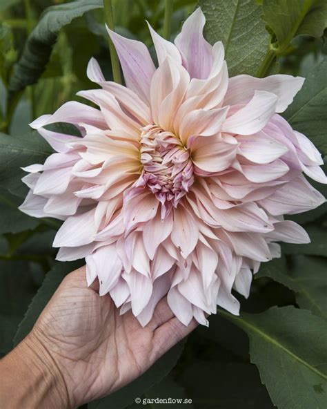 Dahlia ‘cafe Au Lait Garden Flow