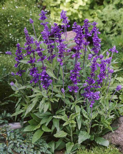 Salvia Farinacea Evolution Violet Muller Seeds