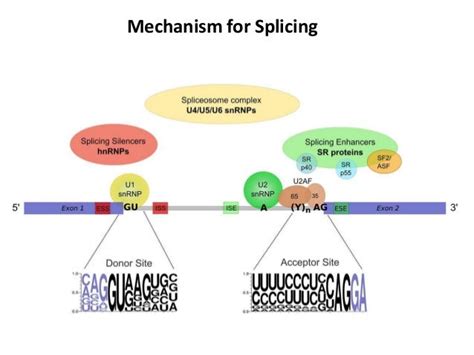 RNA splicing.....