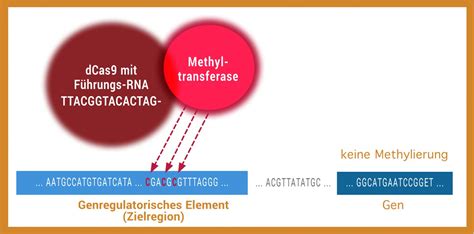 Biomax Epigenetik Max Wissen De