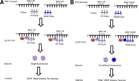 Simplified Method Of The Cobas BRAF V600E Platform A Analysis Of