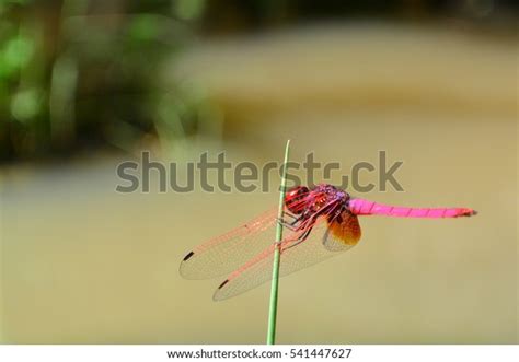 Big Dragonfly Stock Photo 541447627 | Shutterstock