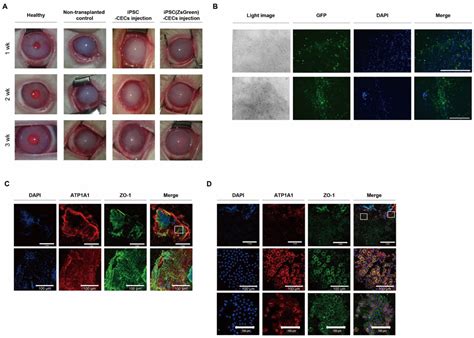 Ijms Free Full Text Therapeutic Potency Of Induced Pluripotent Stem